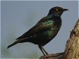 Glossy Starling, Lamprotornis nitens