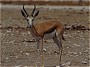 Springbuck, Antidorcas marsupialis