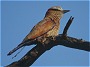 Purple Roller, Coracias naevia