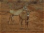 Roan antelope, Hippotragus equinus