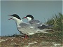 Common Tern, Sterna hirundo