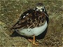 Turnstone, Arenaria interpres