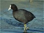 Common Coot, Fulica atra
