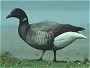 Brent Goose, Branta bernicla