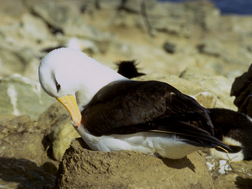 Blackbrowed Albatross, Diomedea melanophrys