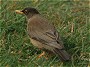 Falkland Trush, Turdus falcklandii