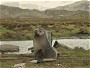 Kerguelen or Antarctic Fur Seal, Arctocephalus gazella
