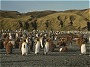 King Penguins, Gold Harbor, South Georgia.