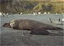 Southern Elephant Seal, Mirounga leonina