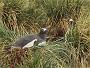 Gentoo Penguins, Pygoscelis papua.
