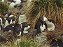 Macaroni Penguins, South Georgia Is.