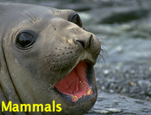 Click and go to our Mammal images