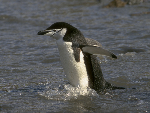 Chinstrap Penguin, Pygoscelis antarctica