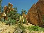 Flowers Bryce Canyon.
