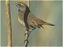 Bluethroat, Luscinia svecica