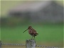Common Snipe, Gallinago gallinago
