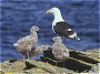 Great Blackbacked Gull, Larus marinus