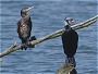 Common Cormorant, Phalacrocorax carbo