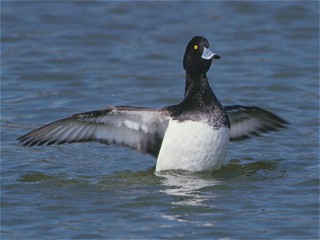 Tufted Duck, Aythya fuligula