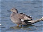 Gadwall, Anas strepera