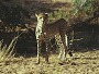 Cheetah, Samburu N.P. Kenya