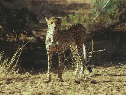 Cheetah, Samburu N.P. Kenya