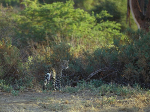 Leopard, Panthera pardus