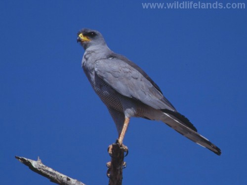 Eastern Chanting Goshawk, Melierax poliopterus
