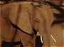 African Elephant , Samburu, Kenya