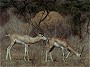 Grant's Gazelle, Gazella granti
