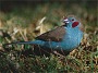 Redcheeked Cordonbleu, Uraeginthus bengalus
