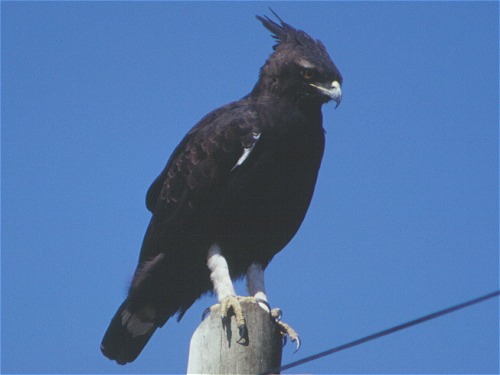 Longcrested Eagle, Lopheatus occipitalis
