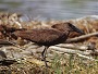 Hamerkop, Scopus umbretta