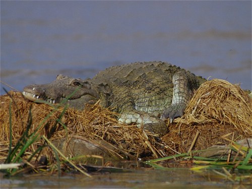 Nile Crocodile, Crocodylus niloticus