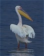 Great White Pelican, Pelecanus onocrotalus