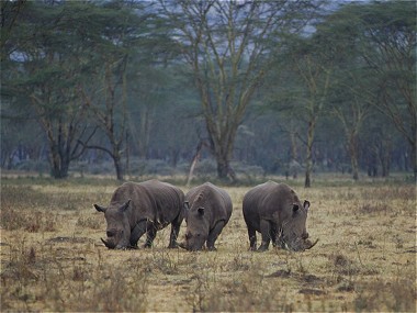 White Rhino, Ceratotherium simum