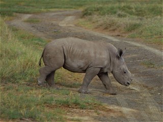Young White Rhino, Ceratotherium simum