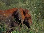 African Elephant , Masai Mara, Kenya