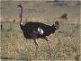 Ostrich, Struthio camelus