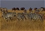 Burchell's Zebra, Equus burchellii