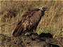 Whitebacked Vulture, Gyps africanus