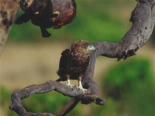 Juvinile Bateleur