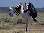 Marabou Stork,  Leptoptilus crumeniferus, Lake Bogoria, Kenya.