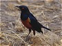 Hildebrandt's Starling, Lamprotornis hildebrandti