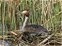 Great Crested Grebe, Podiceps cristatus