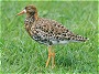 Ruff, Philomachus pugnax