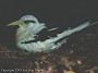 White Tailed Tropicbird, Phaethon lepturus