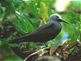 Lesser Noddy, Anous tenuirostris