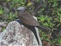 Brown Noddy, Anous stolidus