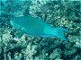 Ember Parrot Fish, Scarus rubroviolaceus